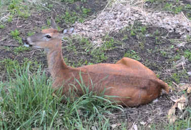 doe in my grove photo